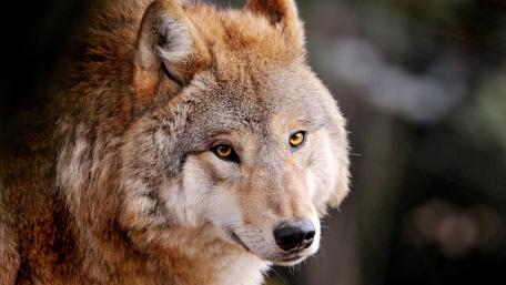 Furry wolf wallpaper