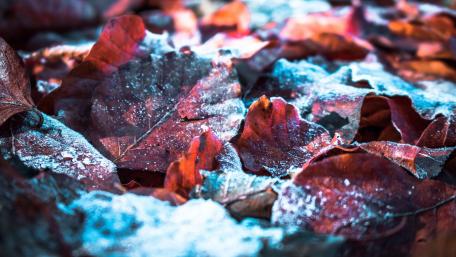 Winter's Embrace on Autumn Leaves wallpaper
