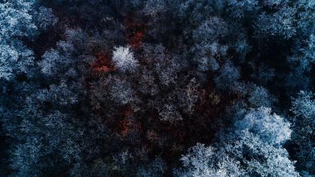 Winter's Embrace Aerial View of a Frosted Forest Landscape wallpaper