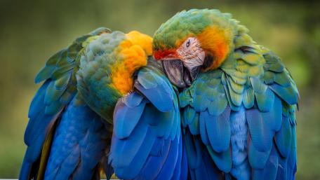 Vibrant Parrots in Peaceful Restfulness wallpaper