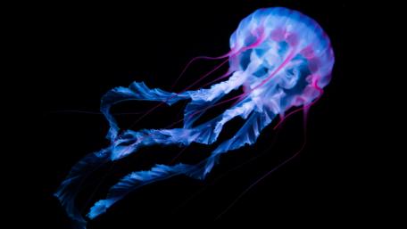 Mystical Underwater Jellyfish wallpaper
