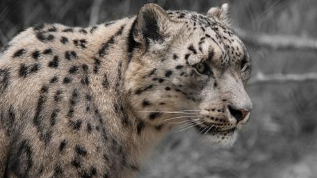 Leopard in Monochrome Elegance wallpaper
