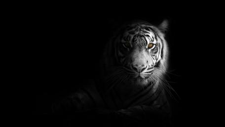 Majestic White Tiger in Shadows wallpaper