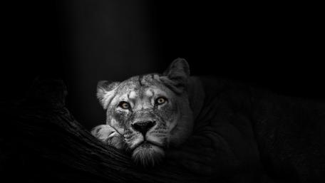Mystery in the Shadows Lioness wallpaper