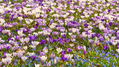Crocus field wallpaper