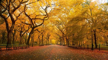Fall park wallpaper