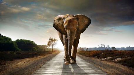 Elephant wallpaper