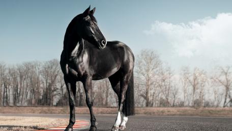 Majestic Black Horse in Open Field wallpaper