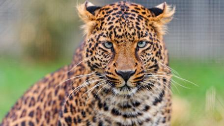 Majestic Leopard in the Wild wallpaper