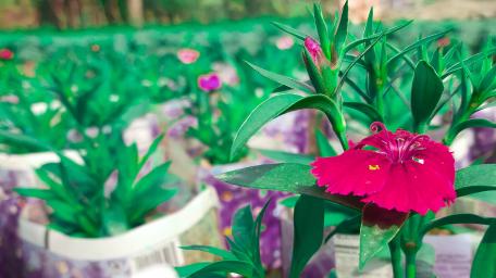 Sweet William wallpaper
