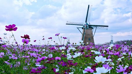 Blooming Countryside in 4K wallpaper