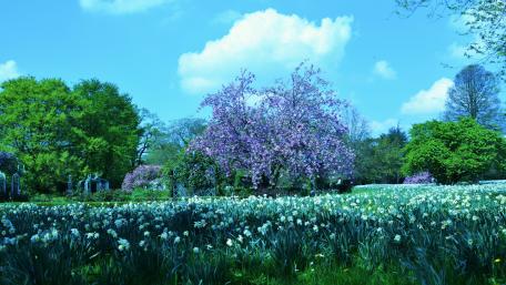 Blossoming Spring Oasis in 4K Resolution wallpaper