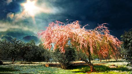 Blooming Pink Tree under Dramatic Clouds wallpaper
