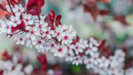 Spring Blossom on a Branch wallpaper