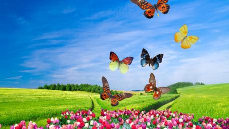 Butterflies in Blooming Tulip Field wallpaper