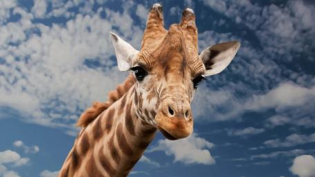 Close-Up of Majestic Giraffe in 4K wallpaper