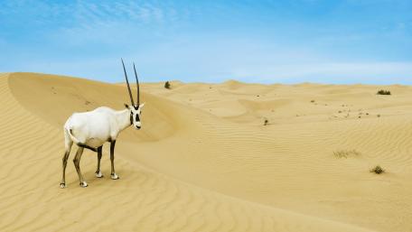Aantelope wallpaper