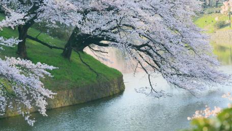 Cherry tree above Hanzo moat, Chidorigafuchi wallpaper