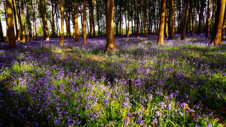 Spring Forest with Blooming Flowers wallpaper