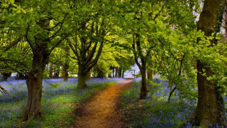 Pathway through Spring Forest wallpaper