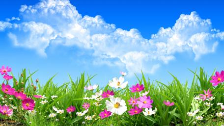 Summer Bliss in a Blossoming Field wallpaper