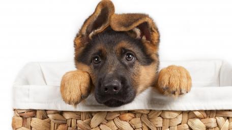 Adorable German Shepherd Puppy Peeking wallpaper