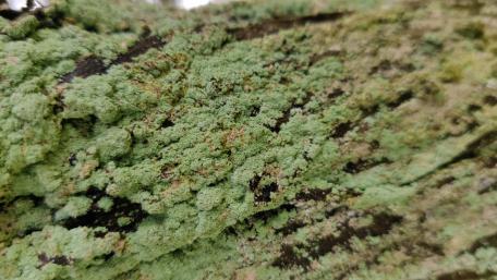 Lush Green Moss on Weathered Wood wallpaper