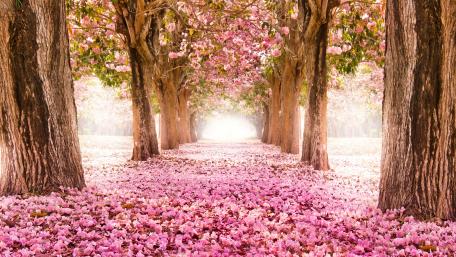 Cherry trees wallpaper