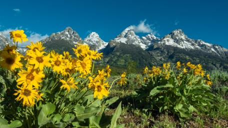 Grand Teton National Park at spring wallpaper