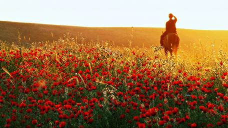 Horseback Riding Through Poppy Fields in Summer Mood wallpaper