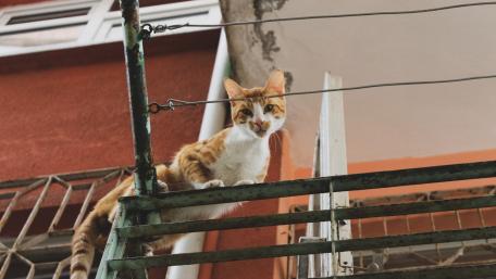 Curious Cat on a Balcony Rail wallpaper