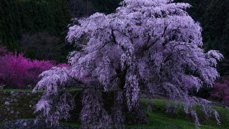 Spring's Resplendent Sakura Elegance wallpaper