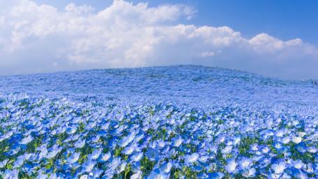 Hitachi Seaside Park, Japan wallpaper