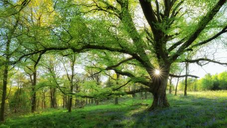 Luminous Spring Oak in Sunlit Forest wallpaper