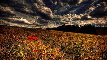 Vibrant Poppies Against Dramatic Skies wallpaper
