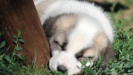 Adorable Slumbering Puppy in the Grass wallpaper