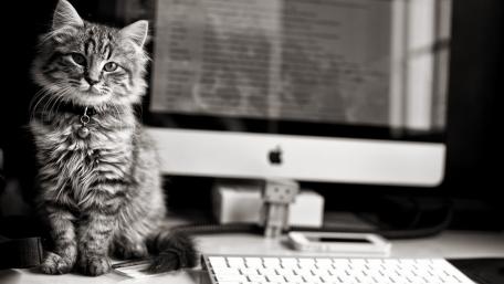 Kitten and Computer in Monochrome wallpaper