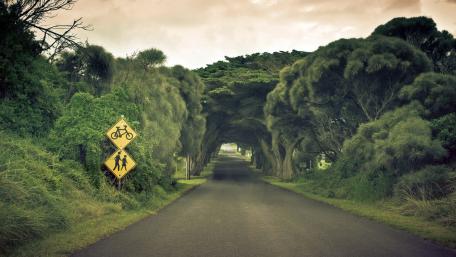 Enchanted Tree Tunnel Roadway wallpaper