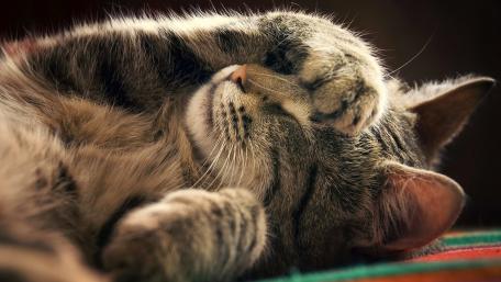 Dreamy Cat Nap in Soft Light wallpaper