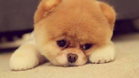 Pomeranian puppy wallpaper