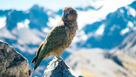 Kea alpine parrot wallpaper