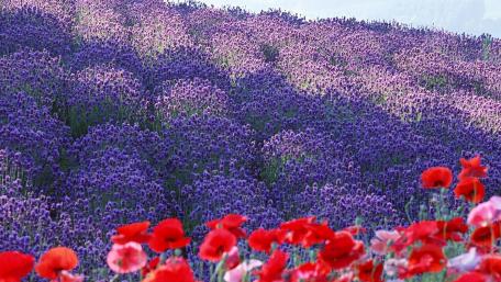 Vibrant Summer Flower Fields Awash in Colorful Blooms wallpaper