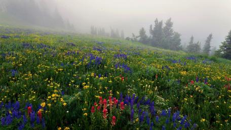 Misty summer hillside wallpaper