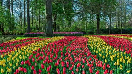 Tulips of the Keukenhof park wallpaper