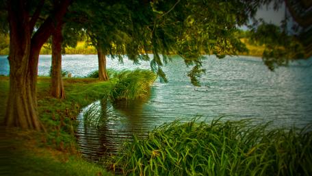 Serene Lakeside Escape in Verdant Nature wallpaper
