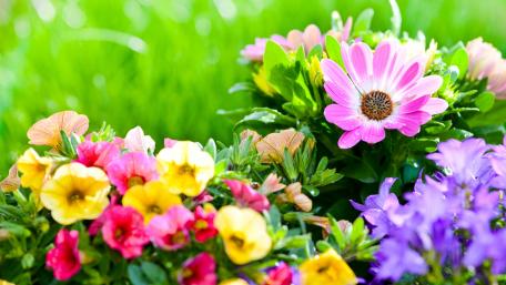 Vibrant Blooms in a Sunlit Garden wallpaper
