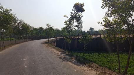 Bangladeshi Village Nature wallpaper