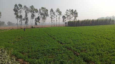 Life in Potato Trees wallpaper