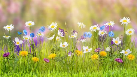 Springtime Bliss: A Blooming Meadow wallpaper
