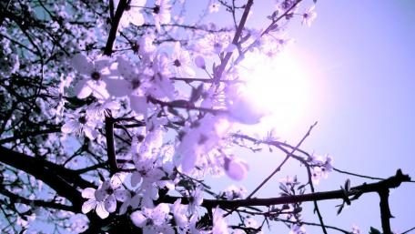 Blossoming Spring Delight wallpaper
